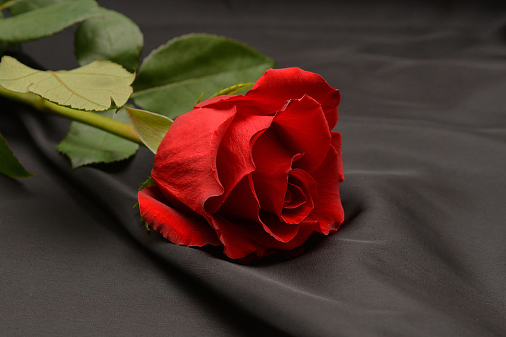 ruža, Crveni, crvena ruža, cvijet, cvijet, cvatu, romansa