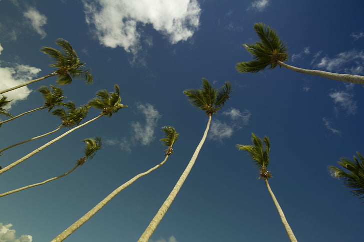 coconut trees, low angle photography, nature, palm trees, sky, tree, blue