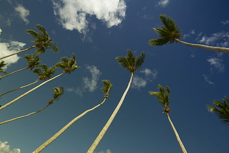 kokosové palmy, nízký úhel fotografie, Příroda, Palmové stromy, obloha, strom, modrá