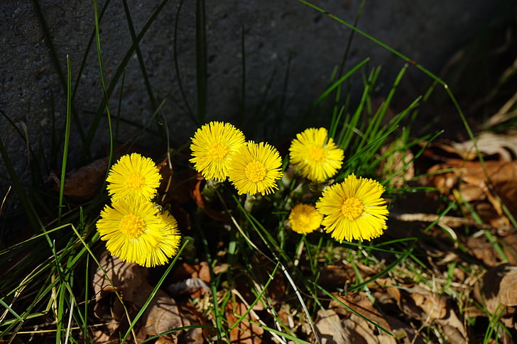 Tussilago farfara, Blume, Blüte, Bloom, gelb, Tussilago, Verbundwerkstoffe