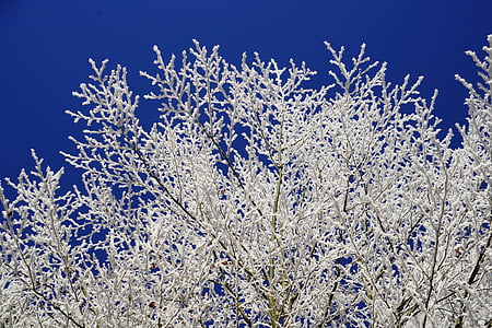 aesthetic, hoarfrost, winter, iced, snow, cold, wintry