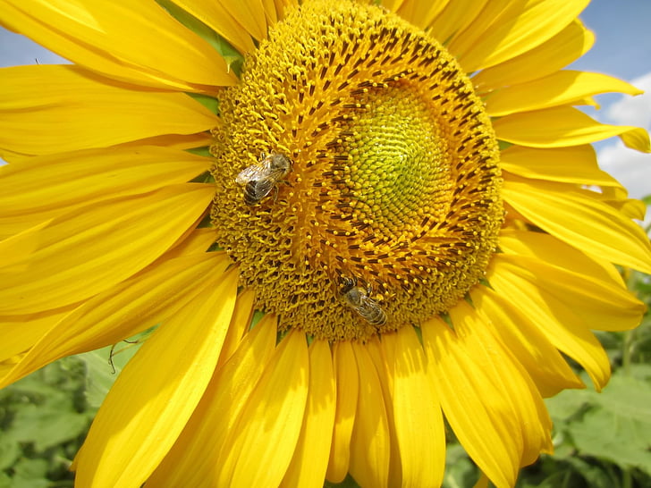 sun flower, close, bee