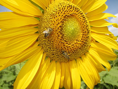 слънце цвете, затвори, пчела