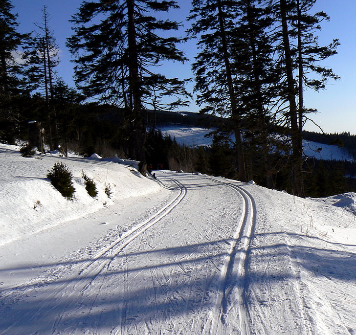 sniega, ziemas, pēda, slēpes, koki, panoramaloipe