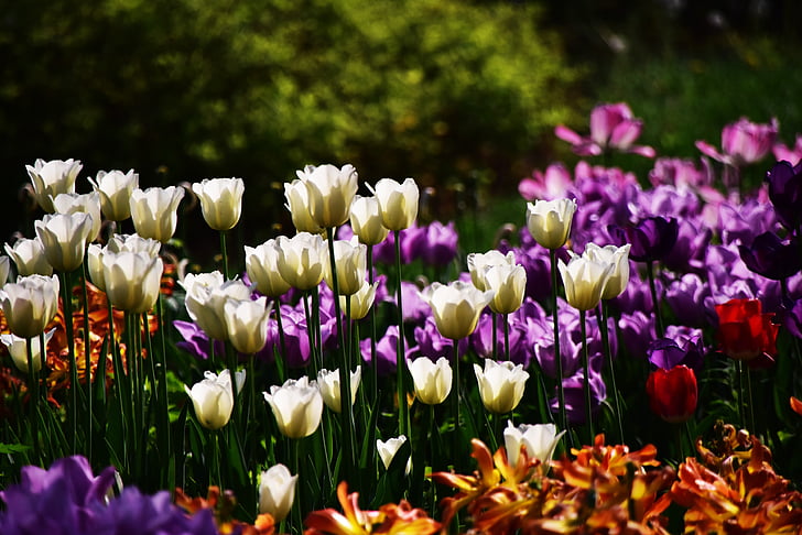 Tulip, blomst, anlegget, lilla, natur, sårbarheten, utendørs