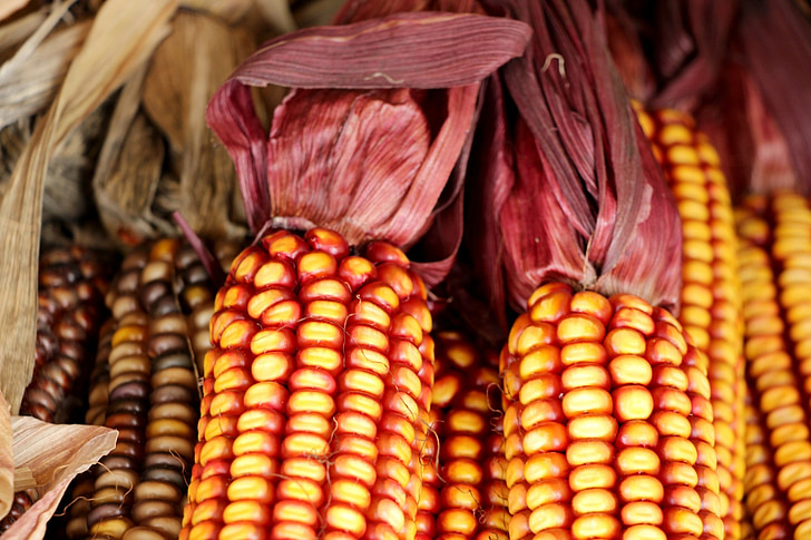 Indyjski, kukurydza, Indian corn, Dekoracja, Halloween, sezon, sezonowe
