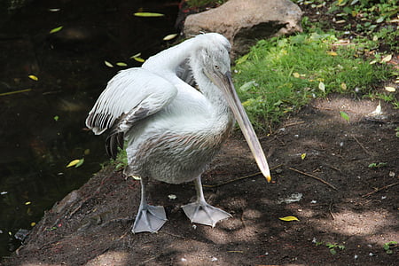 moscow zoo, zoo, irina, pelican, birds, beak, bird
