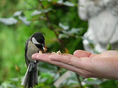 teta, pássaro, mão, comida, alimentação, alimentação de aves, semente do pássaro