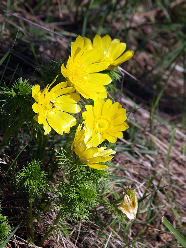 puķe, gada pavasarī adonis, dzeltena, Pavasaris, daba, pavasara ziedu, dzeltena puķe