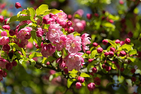 kirsikankukka, Blossom, Bloom, yksityiskohta, kesällä
