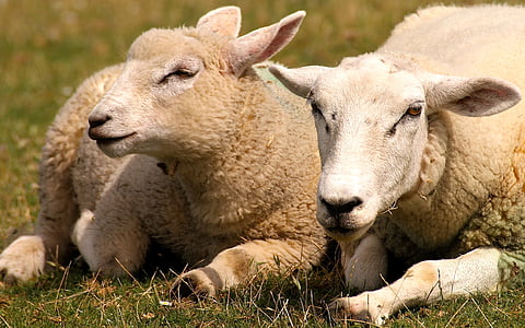 schapen, dier, wol, bont, landbouw, dieren, Dijk