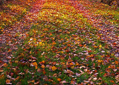 rudenī zaļumiem, zelta rudens, rudens, atstāj, rudens lapas, zelta rudens, zelta oktobris