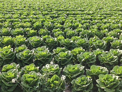 salata, agricultura, câmp, lucrează în domeniul, legume, produse alimentare, ferma