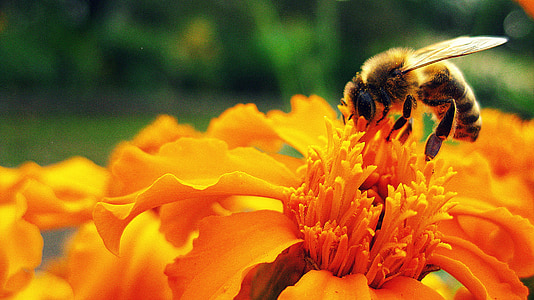 Bee, blomst, insekt, pollen, pollinering, pollinering, honning