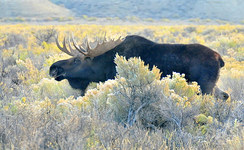 moose, bull, wildlife, nature, mammal, big, fur