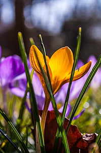 crocus, purple, yellow, grass, grasses, spring, flower