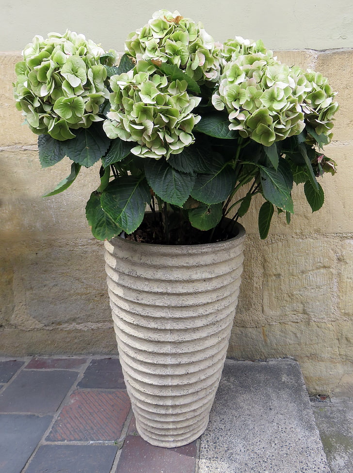 hydrangea, flowerpot, flowers, bucket, ornamental garden plant, patio plants, plant pot