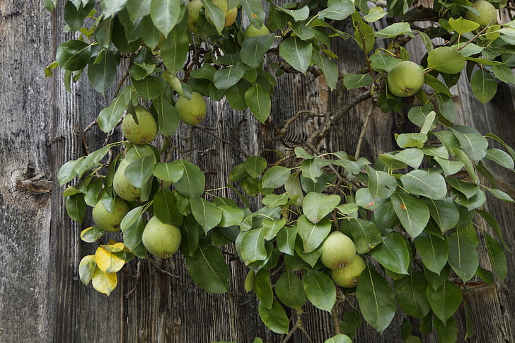 梨, 梨, 木製の壁, 農家, フルーツ, 果物, 夏