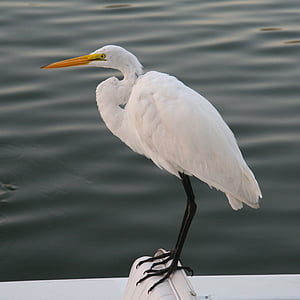 Egret, cò trắng, con chim, Thiên nhiên, động vật hoang dã, nước, tự nhiên