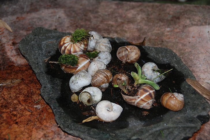 lumache, naturdeko, Shell