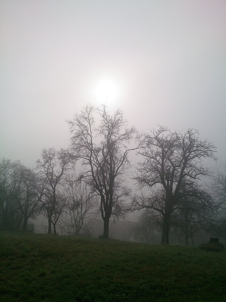 fog, meadow, trees, mood, autumn, back light, nature