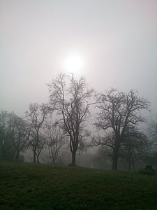 tåge, ENG, træer, humør, efterår, tilbage lys, natur