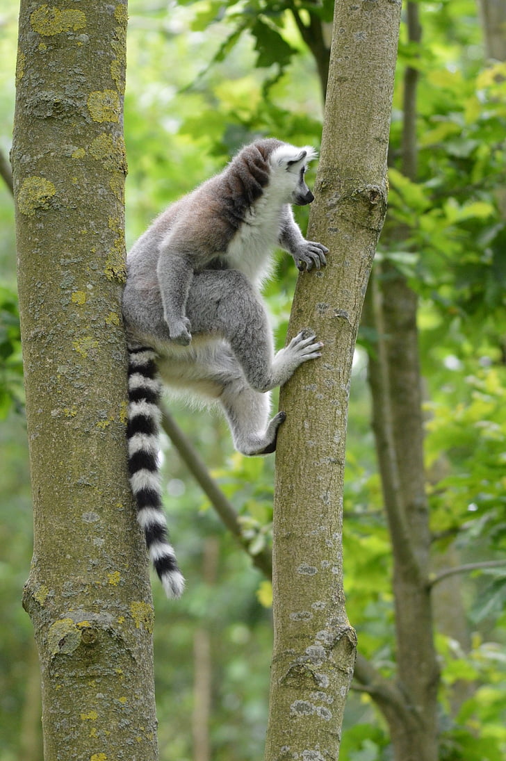 lemurer, Tropical, Estate, hoenderdaell, Zoo, naturen, djur