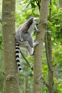 lemurs, tropu, Dating, hoenderdaell, zooloģiskais dārzs, daba, dzīvnieku