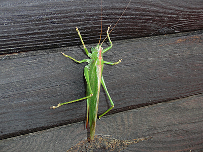 nature, grasshopper, animal, insect, viridissima, animals, grasshoppers