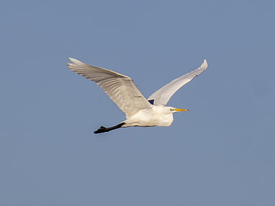 heron, egret, bird, water bird, nature, animal