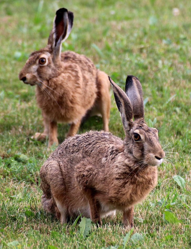 Hare, dyr, natur, bunny, eng, Sommer, hage