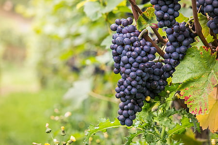 wine, grapes, pinot noir, vine, leaf, autumn, green