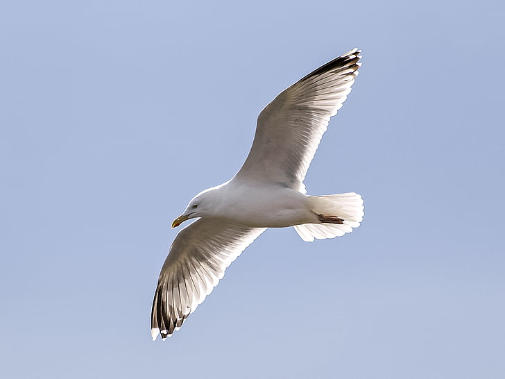 Herring gull, Seagull, burung, burung air, alam, hewan, terbang