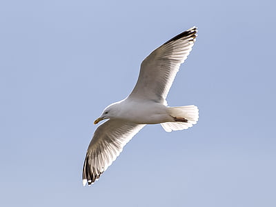 gaviota argéntea, Seagull, pájaro, pájaro del agua, naturaleza, animal, vuelo