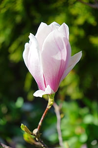 Blossom, Bloom, fleur simple, macro, fermer, magnolia de tulipe, Magnolia × soulangeana