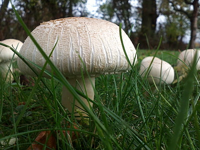 automne, champignons, herbe, Forest, Meadow