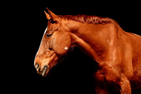 hobune, pruun, portree, Kaunis, looma, eluslooduse fotograafia, loomade maailm