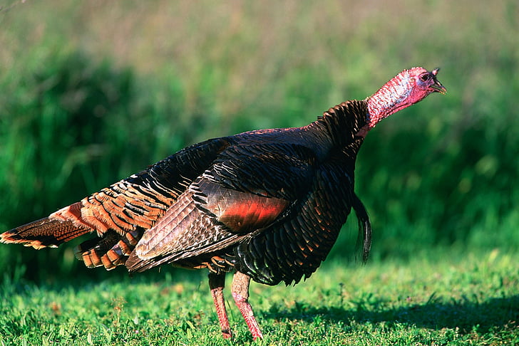 Wild turkey, fågel, närbild, porträtt, KALKONTUPP, Thanksgiving, vilda djur
