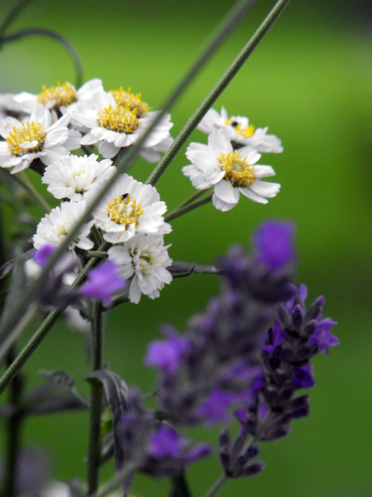 lavender, flower, plant, garden, nature, springtime, summer