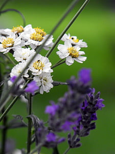 lavendel, bloem, plant, Tuin, natuur, lente, zomer