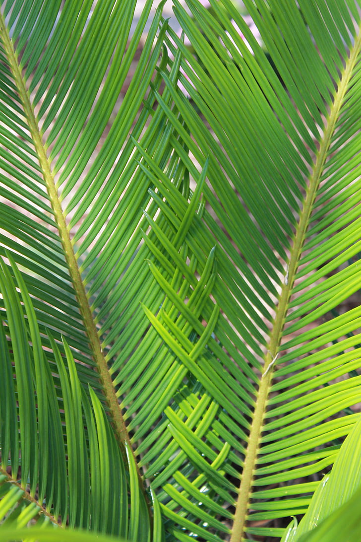 sago, palm, nature, plant, fern