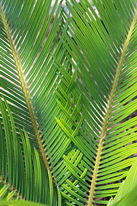 Sagu, Palm, natureza, planta, samambaia
