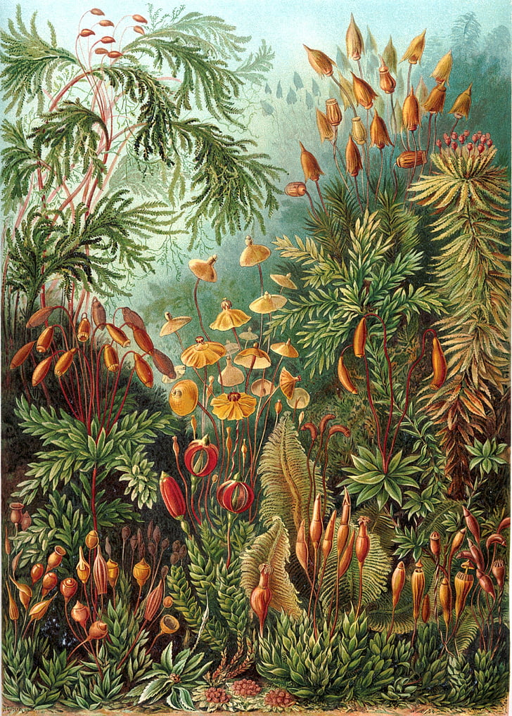 Moose, Eurhynchium, Haeckel muscinae, Alci becco bella, pianta