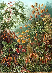 alce, eurhynchium, Haeckel muscinae, alces de Pico Bonito, planta