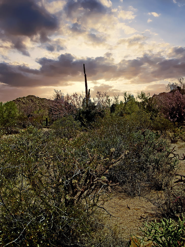 Arizona, Kaktus, Joshua, drzewo, lasu, zachód słońca