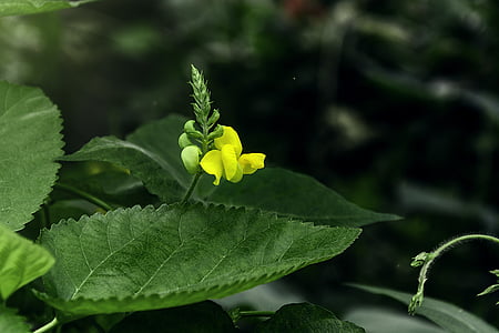 flor do feijão de mung, flores silvestres, planta, verde, na estrada, close-up, flor