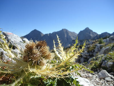 plant, thorn, spike, flower, thistle, mountains, nature