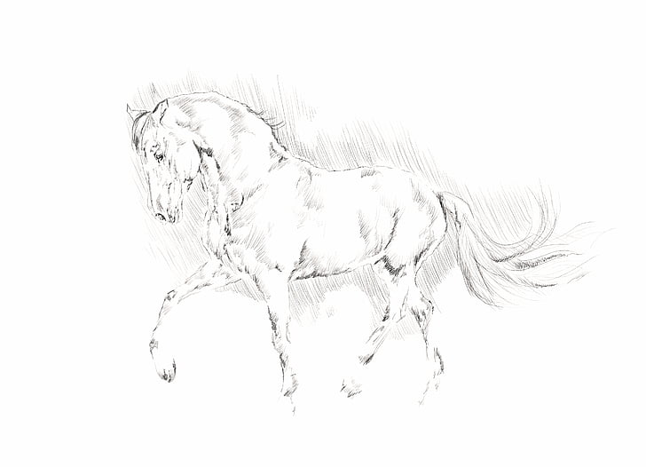 il·lustració, cavall, animal, llapis, blanc i negre, esbós, l'aigua