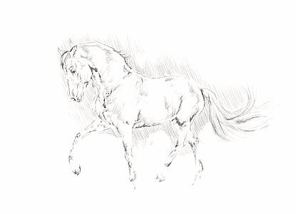 illustration, cheval, animal, crayon, noir et blanc, croquis, eau