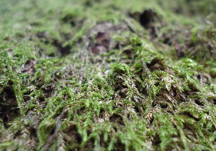 moss, forest, garden, green, forest floor